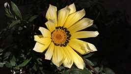 Free download Gazania Yellow Flower Petals -  free video to be edited with OpenShot online video editor