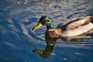 Free download Gaze of the Mallard free photo or picture to be edited with GIMP online image editor