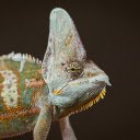 gecko and crest  screen for extension Chrome web store in OffiDocs Chromium