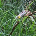 Gecko in the bushes  screen for extension Chrome web store in OffiDocs Chromium