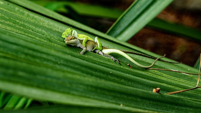 Kostenloser Download Gecko-Eidechsen-Tier-Grün-Garten-freies Bild, das mit dem kostenlosen Online-Bildeditor GIMP bearbeitet werden kann