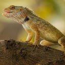 Gecko: The Master of Camouflage and Climbing  screen for extension Chrome web store in OffiDocs Chromium