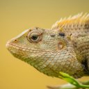 Gecko Theme  screen for extension Chrome web store in OffiDocs Chromium