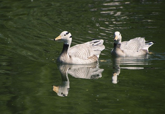 Free download geese birds bar headed geese pond free picture to be edited with GIMP free online image editor