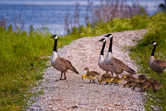 Free download geese chicks path water ijsselmeer free picture to be edited with GIMP free online image editor
