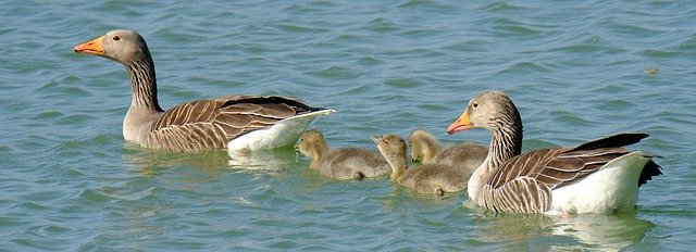 ດາວໂຫຼດຟຣີ Geese Chicks ຮູບແບບຮູບພາບຂະຫນາດນ້ອຍຟຣີທີ່ຈະແກ້ໄຂດ້ວຍບັນນາທິການຮູບພາບອອນໄລນ໌ GIMP