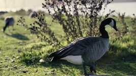 Free download Geese Eating Nature -  free video to be edited with OpenShot online video editor