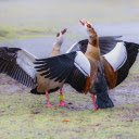 Geese flap their wings  screen for extension Chrome web store in OffiDocs Chromium