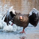 Geese fly over the water  screen for extension Chrome web store in OffiDocs Chromium