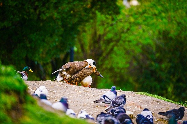 Free download geese nature animals couple geese free picture to be edited with GIMP free online image editor