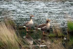 Free download Geese Pond free photo or picture to be edited with GIMP online image editor