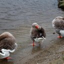 Geese preen their feathers  screen for extension Chrome web store in OffiDocs Chromium