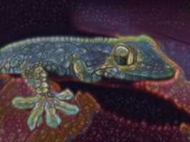 Free download Gekko free photo or picture to be edited with GIMP online image editor