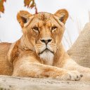 Gentle faced lion  screen for extension Chrome web store in OffiDocs Chromium