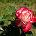 Gentle white and red rose  screen for extension Chrome web store in OffiDocs Chromium