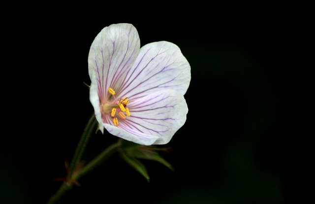 Free download geranium clarkei kashmir white free picture to be edited with GIMP free online image editor