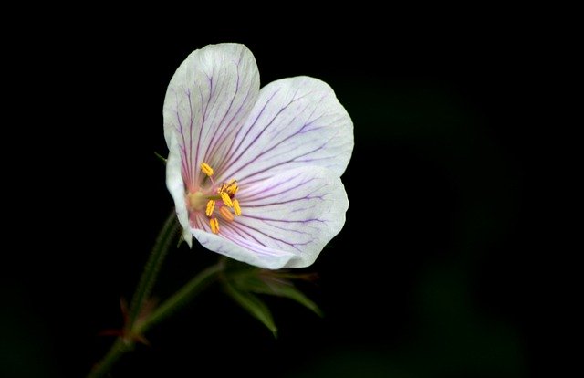 Descărcare gratuită geranium clarkei kashmir white imagine gratuită pentru a fi editată cu editorul de imagini online gratuit GIMP