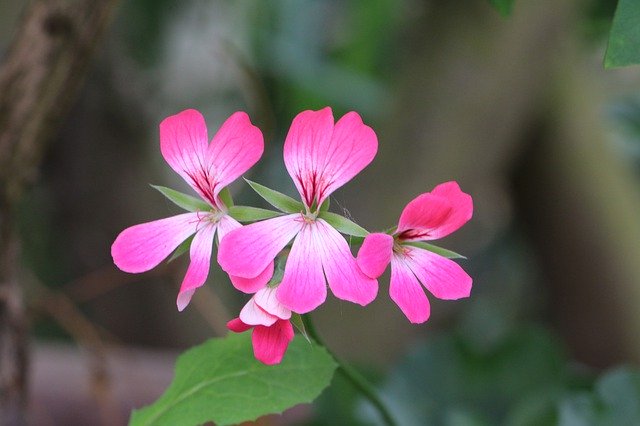ດາວໂຫລດຟຣີ Geranium Flower Pink - ຮູບພາບຫຼືຮູບພາບທີ່ບໍ່ເສຍຄ່າເພື່ອແກ້ໄຂດ້ວຍບັນນາທິການຮູບພາບອອນໄລນ໌ GIMP