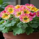 Geranium Wallpaper  screen for extension Chrome web store in OffiDocs Chromium