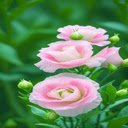 Geranium Wallpaper  screen for extension Chrome web store in OffiDocs Chromium