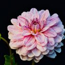 Gerbera  screen for extension Chrome web store in OffiDocs Chromium