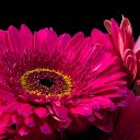 Gerbera Flowers  screen for extension Chrome web store in OffiDocs Chromium
