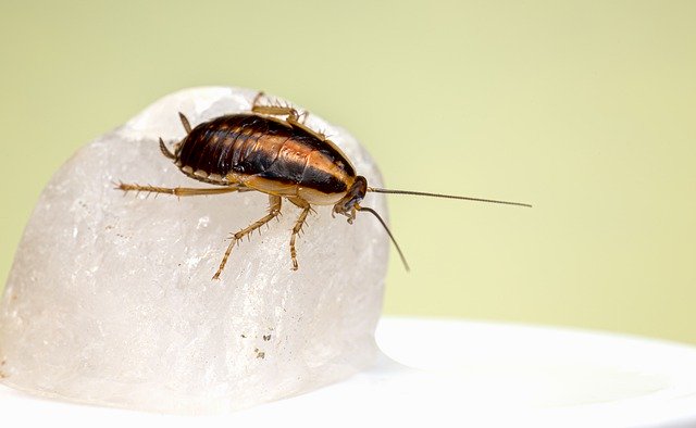 Scarica gratis l'immagine gratis dell'insetto di scarafaggio tedesco da modificare con l'editor di immagini online gratuito di GIMP