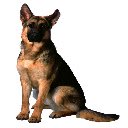 Free download German Shepherd -  free free photo or picture to be edited with GIMP online image editor
