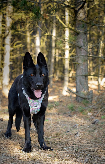 Kostenloser Download des kostenlosen Bildes „Deutscher Schäferhund, schwarzer Hund, Wald“, zur Bearbeitung mit dem kostenlosen Online-Bildeditor GIMP