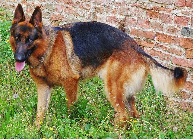 Free download german shepherd dog canine domestic free picture to be edited with GIMP free online image editor