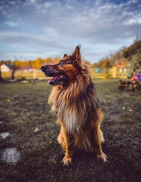 Free download german shepherd dog park dog park free picture to be edited with GIMP free online image editor