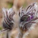 Ghostly flower buds  screen for extension Chrome web store in OffiDocs Chromium
