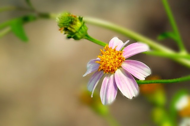 Безкоштовно завантажте безкоштовне зображення рослини примарної хвої для редагування за допомогою безкоштовного онлайн-редактора зображень GIMP