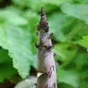 Giant bamboo shoots  screen for extension Chrome web store in OffiDocs Chromium