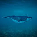 Giant blue whale  screen for extension Chrome web store in OffiDocs Chromium