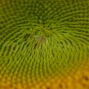 Giant calyx and dew drops  screen for extension Chrome web store in OffiDocs Chromium