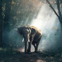 giant elephant  screen for extension Chrome web store in OffiDocs Chromium