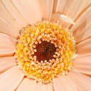 Giant flower  screen for extension Chrome web store in OffiDocs Chromium