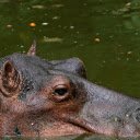 Giant hippo with small ears  screen for extension Chrome web store in OffiDocs Chromium