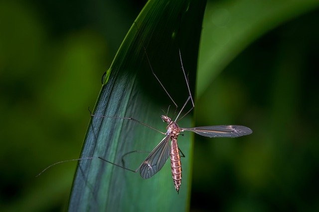 Libreng download giant mosquito mosquito libreng larawan na ie-edit gamit ang GIMP free online image editor