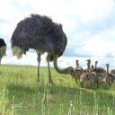 Giant ostriches  screen for extension Chrome web store in OffiDocs Chromium