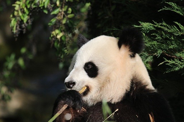 जीआईएमपी मुफ्त ऑनलाइन छवि संपादक के साथ संपादित करने के लिए मुफ्त डाउनलोड विशाल पांडा पांडा पशु स्तनपायी तस्वीर