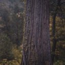 Giant pine tree  screen for extension Chrome web store in OffiDocs Chromium