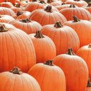 Giant pumpkins  screen for extension Chrome web store in OffiDocs Chromium