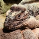 Giant reptile  screen for extension Chrome web store in OffiDocs Chromium