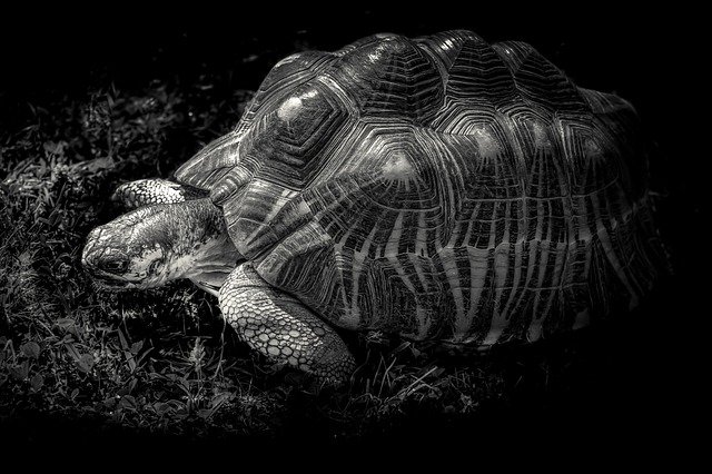 Muat turun percuma Giant Tortoise Gad Shell Black And - foto atau gambar percuma untuk diedit dengan editor imej dalam talian GIMP