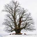 Giant tree in the snow  screen for extension Chrome web store in OffiDocs Chromium