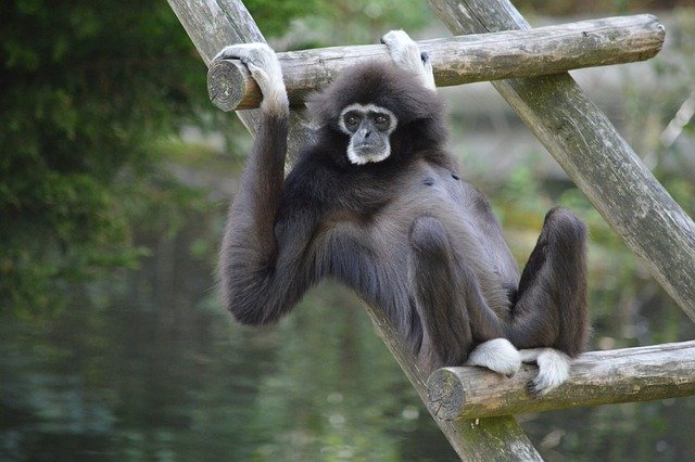 دانلود رایگان عکس میمون کوچک باغ وحش حیوانات گیبون برای ویرایش با ویرایشگر تصویر آنلاین رایگان GIMP