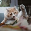 Ginger Cat Grooming in Outdoor Natural Setting  screen for extension Chrome web store in OffiDocs Chromium