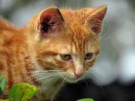 הורדה חינם Ginger Kitten תמונה או תמונה בחינם לעריכה עם עורך התמונות המקוון GIMP